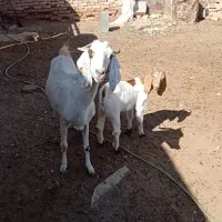 بز پاکستانی شیرا