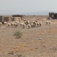 تعداد35تا میش بره جوان داشتی
