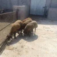 نر بره پرواری و کشتاری