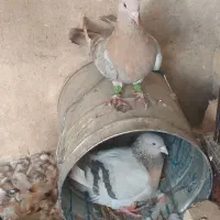 سرک خاری و