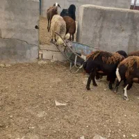 میش افشاری