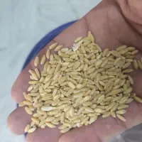 فروش گندم ارزن