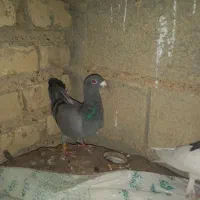 کبوتر|پرنده|مرودشت, مجد آباد|دیوار