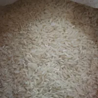 برنج محلی مازندران