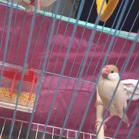 پرنده|پرنده|خرمشهر, |دیوار