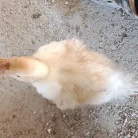 اردک بزرگ فقط ۲۰۰ معاوضه با اسپیکر