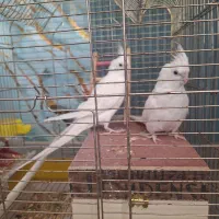 عروس هلندی