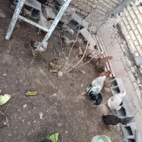 مرغ . خروس . جوجه