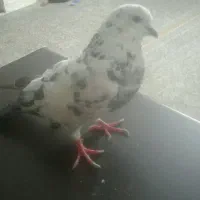 کفتر .یه دونه نر هستش
