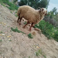 گوسفند نر درجه یک