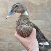 دو عدد اردک ماده تخم گذار جوان  واکسینه شده