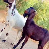 دوتا مری جملزا