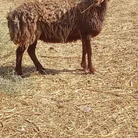 میش تخمی