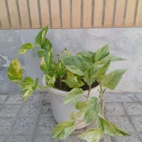 پتوس|گل و گیاه طبیعی|ملایر, |دیوار