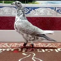 کشکی قهوه ای ماده