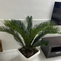 گل درختچه سیکاس