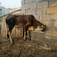 فروش گوساله نر