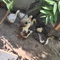 اردک ۶ماه نروماده