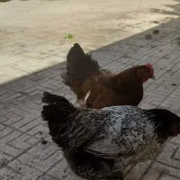 پیدا شدن پرنده