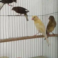 جوجه قناری ۴ ماهه
