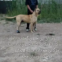 سگ سرابی