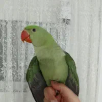 جوجه شاه طوطی نر