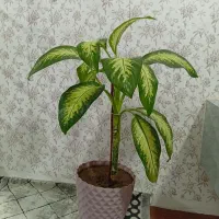 گل طبیعی|گل و گیاه طبیعی|سنندج, |دیوار