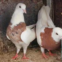 کبوترطوقی