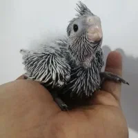عروس هلندی بالغ. وجوجه