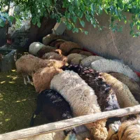 توزیع دام زنده بهداشتی 100در100تضمینی