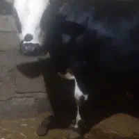 کاو نر