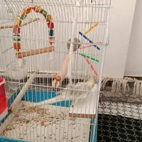 عروس هلندی نر