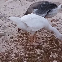 غاز
