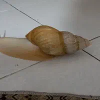 سوپر حلزون آلوبینو