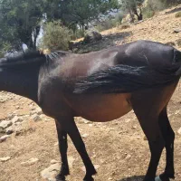اسب مادیون