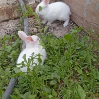 جوجه خرگوش لوپی