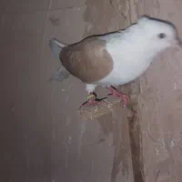 همه صبد