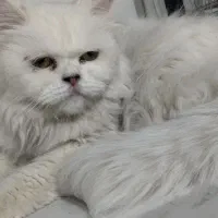 فروش گربه پرشین ماده