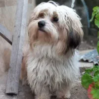 سگ نژاد شیتزو ۳ ساله