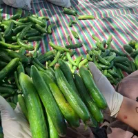 تو خه یار (سوپر استار) ضمانتی