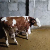 گوساله کشتار میشه