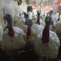 فروش بوقلمون بیوتی (گوشتی)