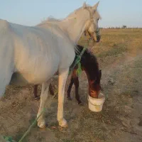اسب