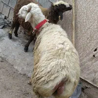 فروش قوچ ومیش