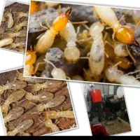 سمپاشی تضمینی سوسک ساس موریانه منازل