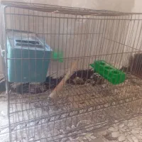 قفس پرنده