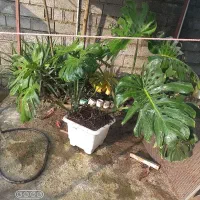 تعدادی گل زینتی و باغچه