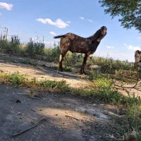 بوز نر فروشی ۲ ساله پاکستانی
