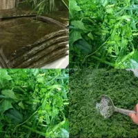 سبزی اشی رامهرمز تمیز و بهداشتی