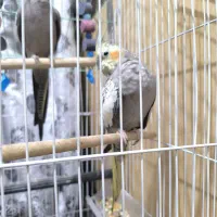 عروس هلندی